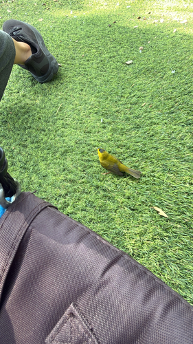 Wilson's Warbler