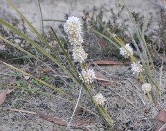 Lomandra leucocephala