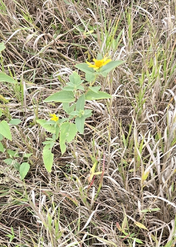 false sunflower