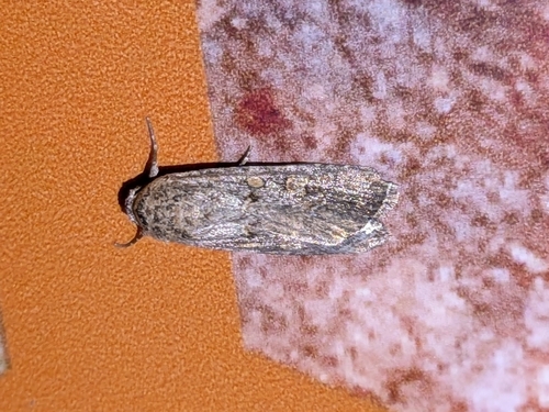 Beet Armyworm Moth