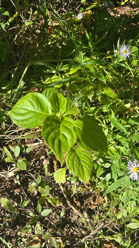 alternate-leaved dogwood