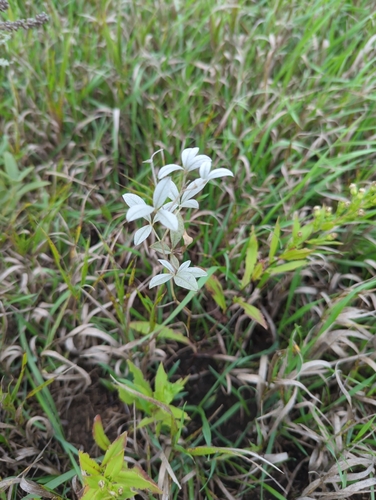 silvery scurfpea