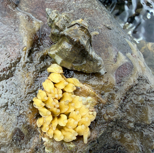 Ocenebra japonica, 2026-09-25