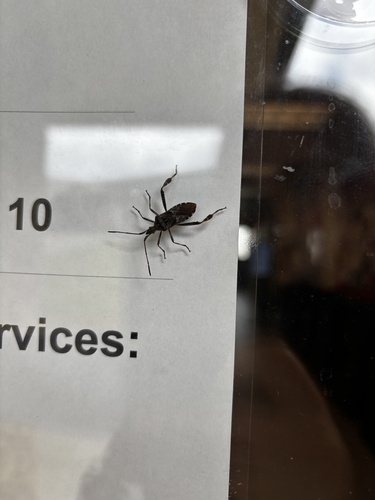 Western Conifer Seed Bug
