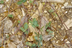 Lespedeza texana