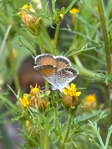 Western Pygmy-Blue