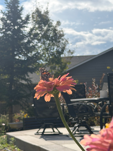 Painted Lady