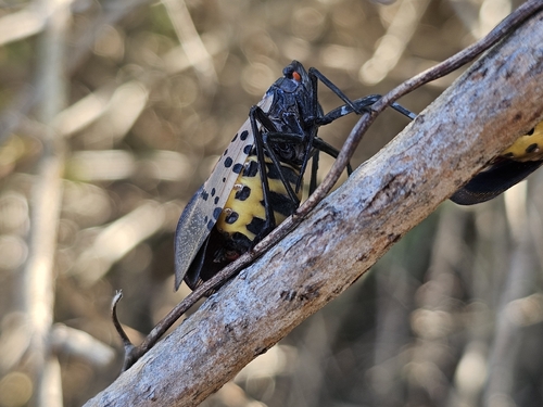 Spotted Lanternfly