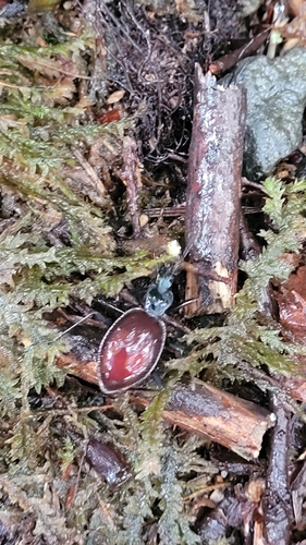 Narrow-collared Snail-eating Beetle