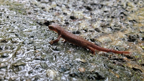 Rough-skinned Newt