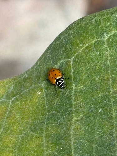 Convergent Lady Beetle