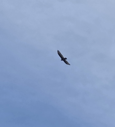Turkey Vulture