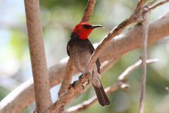 Myzomela erythrocephala
