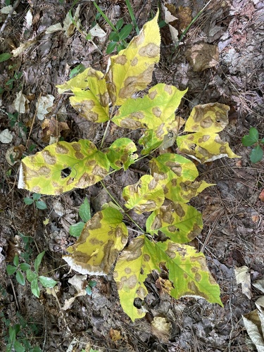 wild sarsaparilla