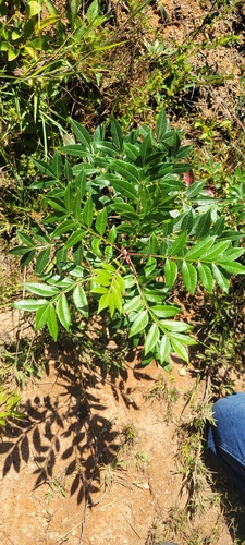 shining sumac