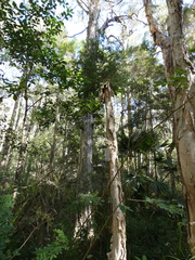 Melaleuca styphelioides