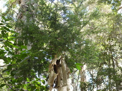 Melaleuca styphelioides