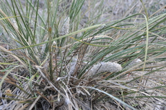 Lomandra leucocephala