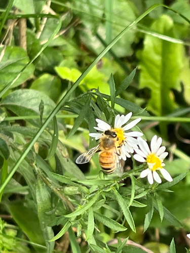 Western Honey Bee