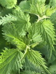 Urtica dioica dioica