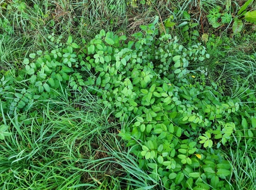 Great burnet
