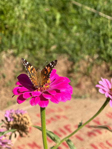 Painted Lady