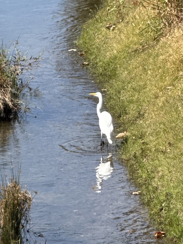 Great Egret