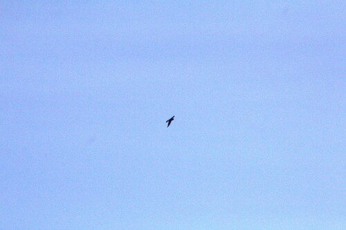 Little Swift