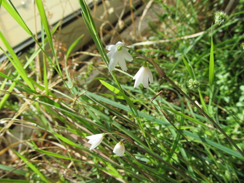 Autumn Snowflake