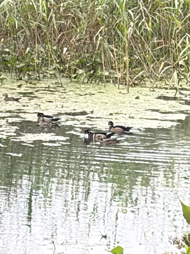 Wood Duck