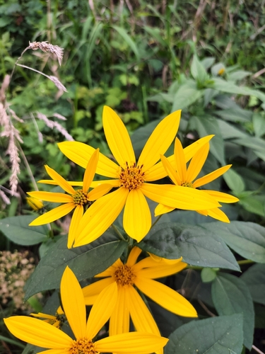 Jerusalem artichoke