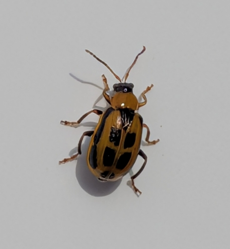 Bean Leaf Beetle