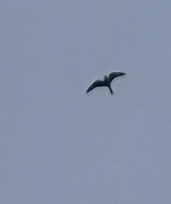 Common Nighthawk