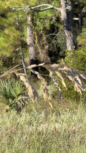 sea oats
