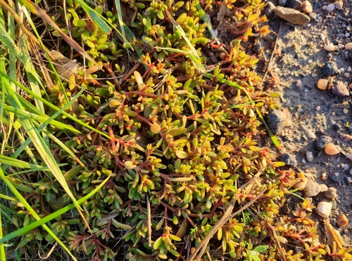 Common Purslane