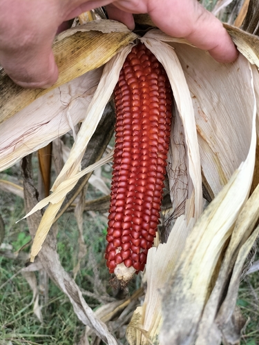 Maize