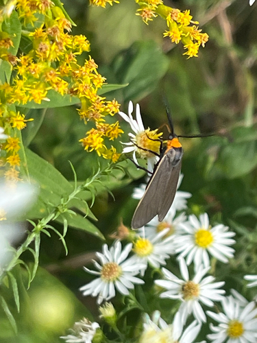Yellow-collared Scape Moth