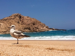 Larus californicus