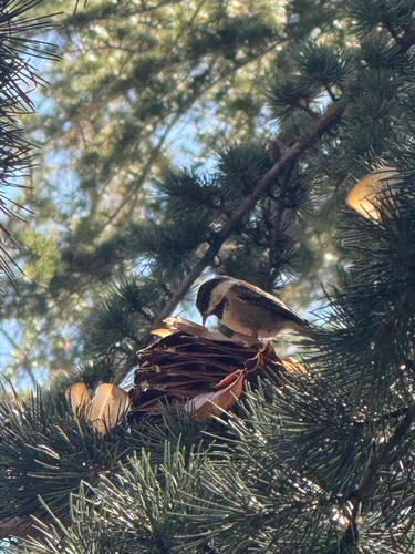 Chestnut-backed Chickadee