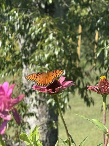 Gulf Fritillary