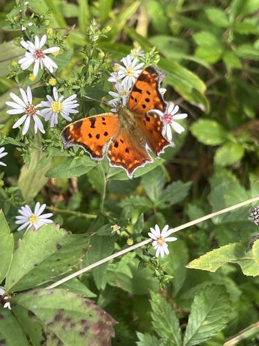 Eastern Comma
