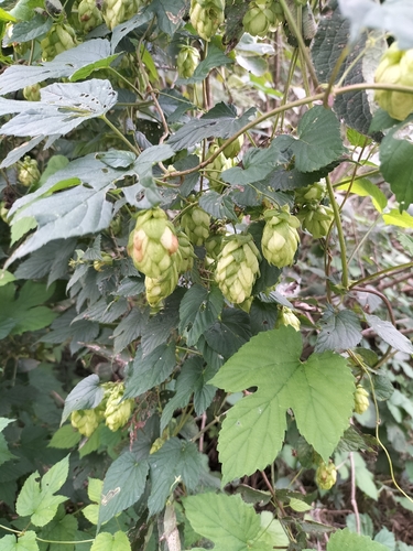 common hops