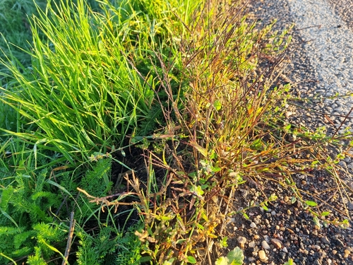 Digitaria sanguinalis sanguinalis