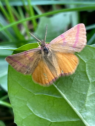 Purple-barred Yellow