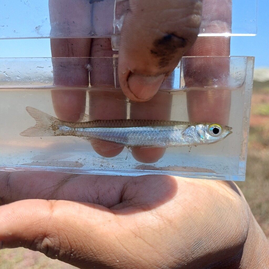 Atherinella pachylepis
