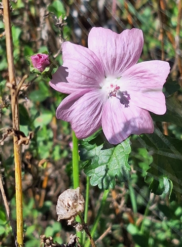 musk mallow