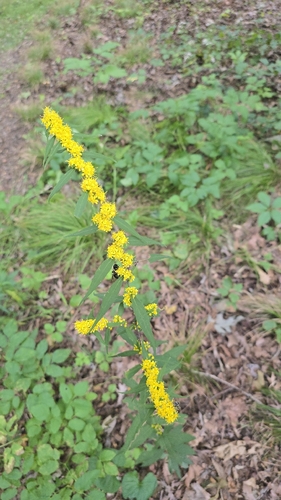bluestem goldenrod