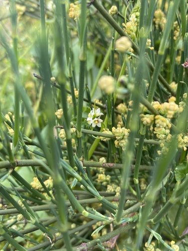 Ephedra chilensis