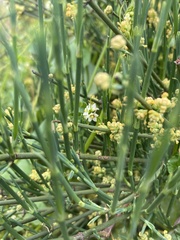 Ephedra chilensis