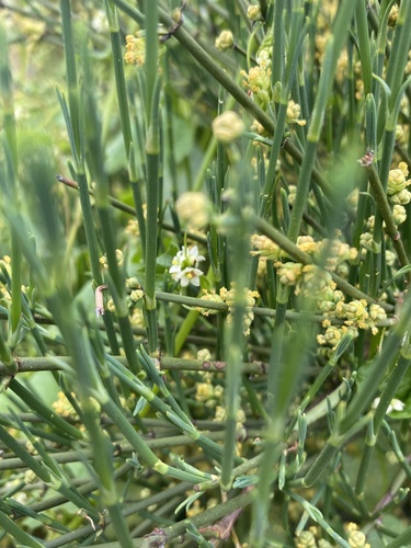 Ephedra chilensis, photograph 2
